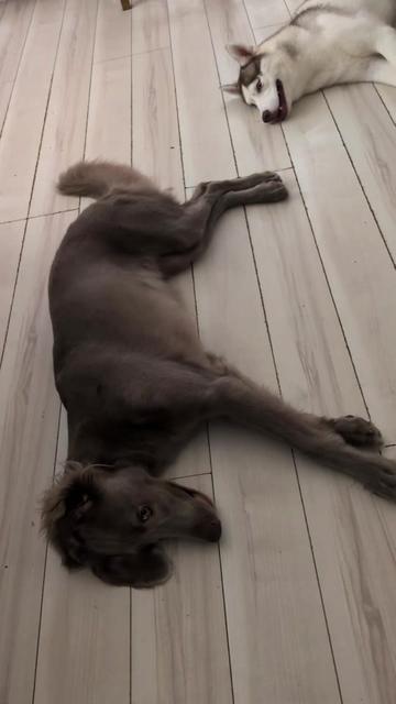 @大型犬3頭&小型老犬4頭多頭飼いの生活