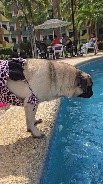 @Lizzylapug🐶🌸