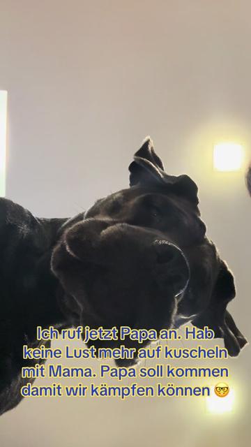 @Cane Corso Ayra 🐾