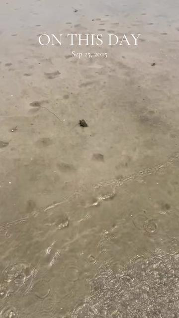 @Southwest Florida Shelling