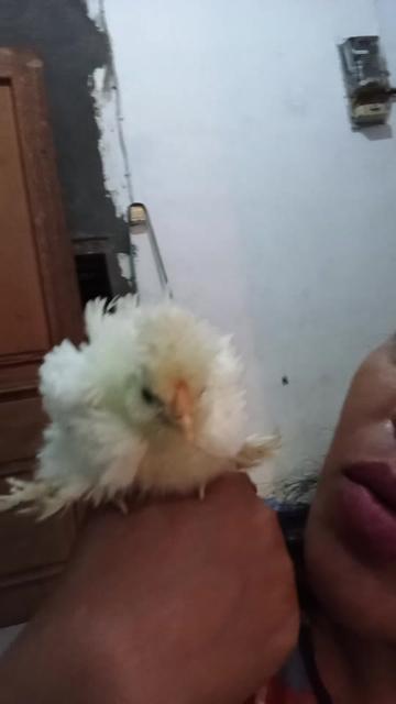 @Cileunyi Rabbit