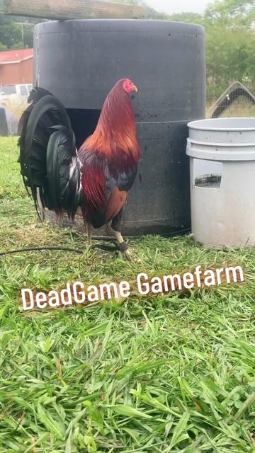 @DeadGame.Gamefarm