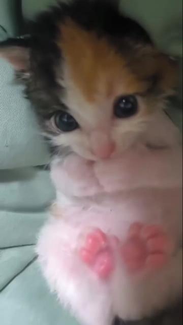 @kloutkittens
