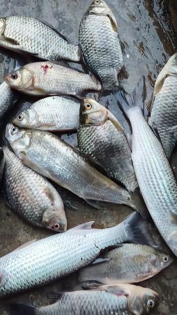 @Cá Chuối Hoa