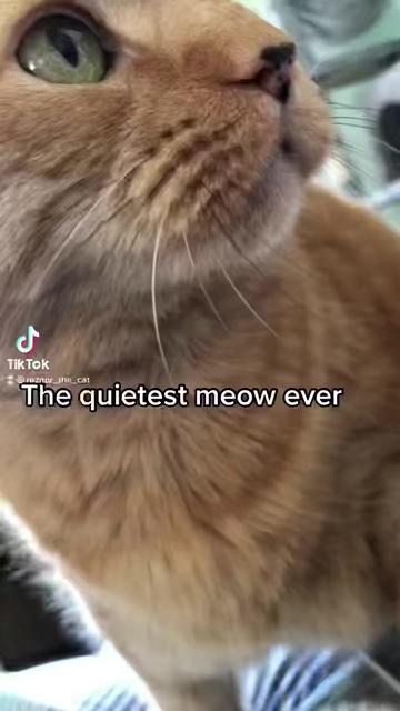 @Reznor_the_cat🪽