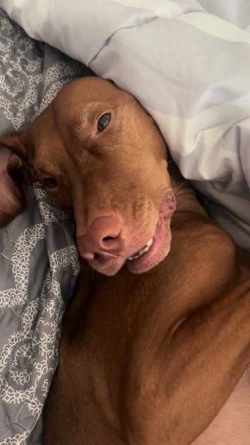 @Brookie The Vizsla