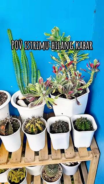 @Nina Palupi