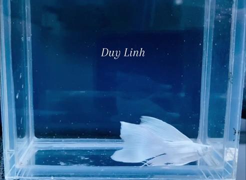 @duylinhchannel12
