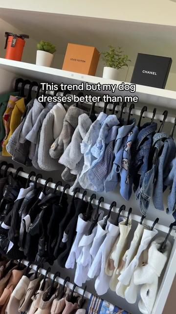 @Bao the Chihuahua