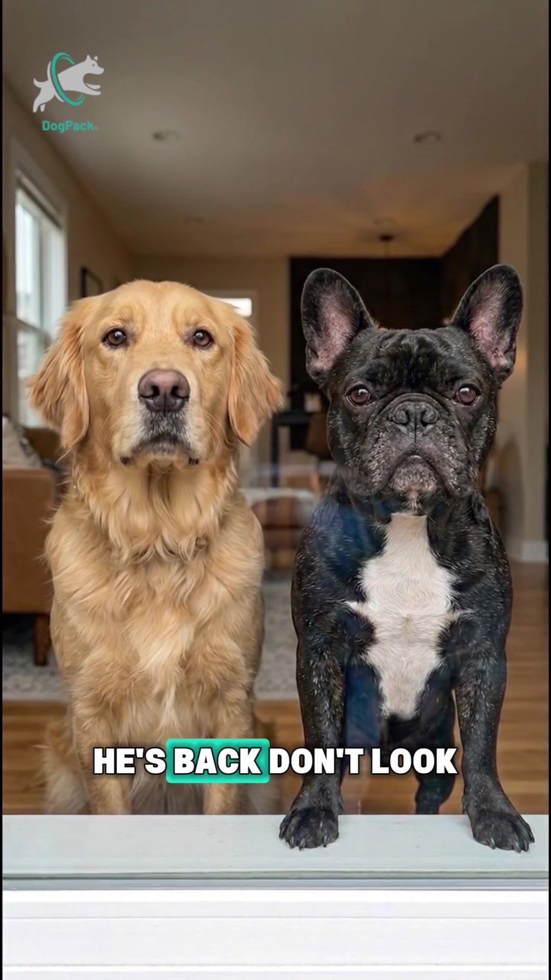 @DogPack