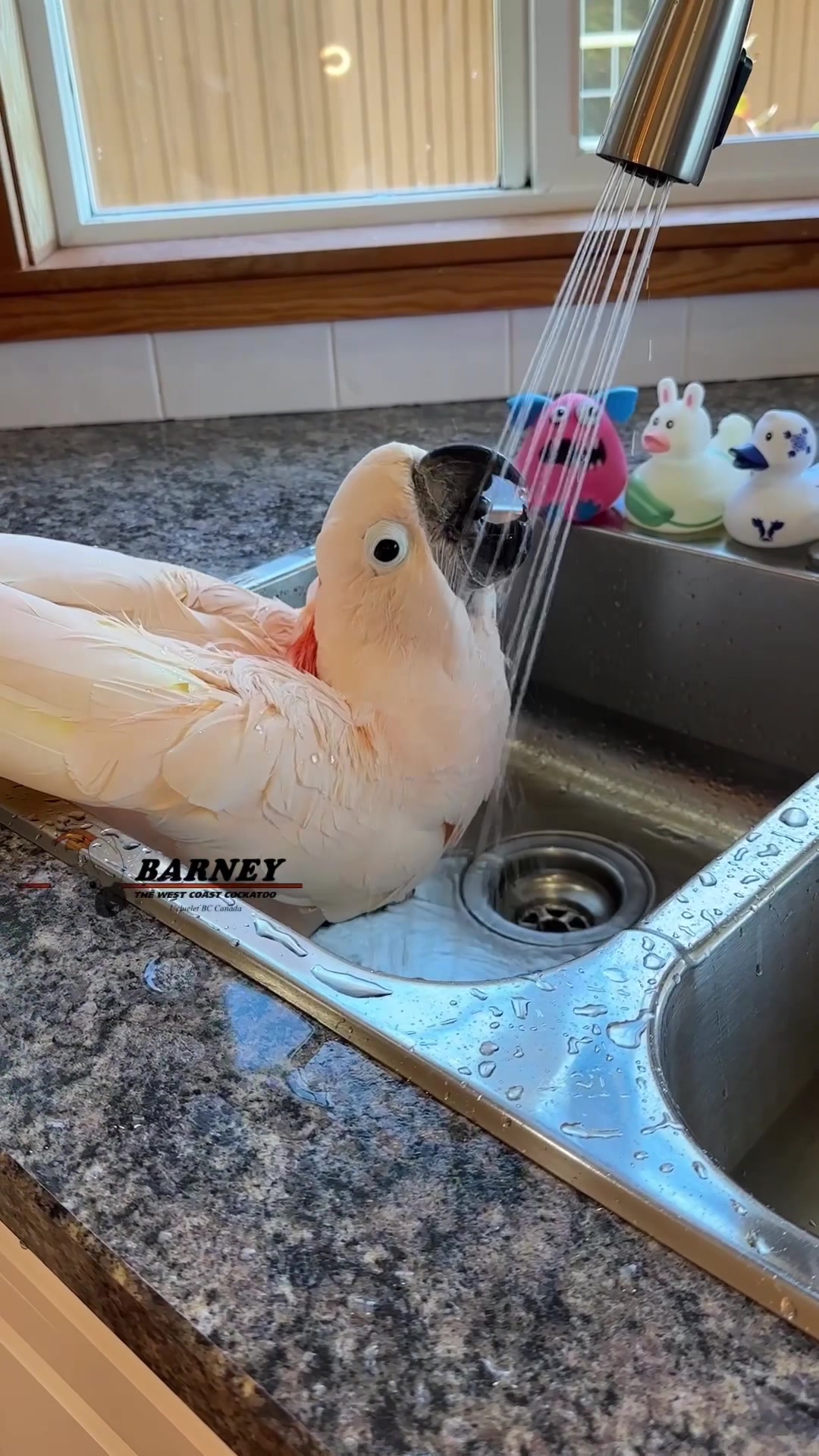 @Barney the West Coast Cockatoo