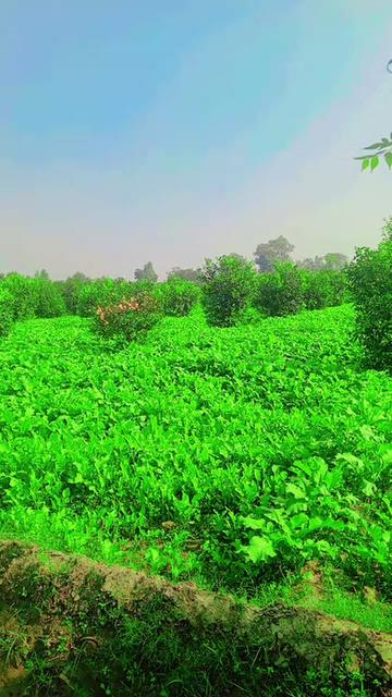 @میاں جی