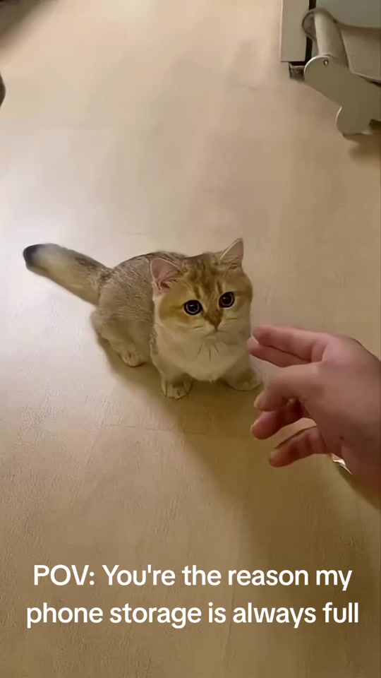 @catmood_dailymix