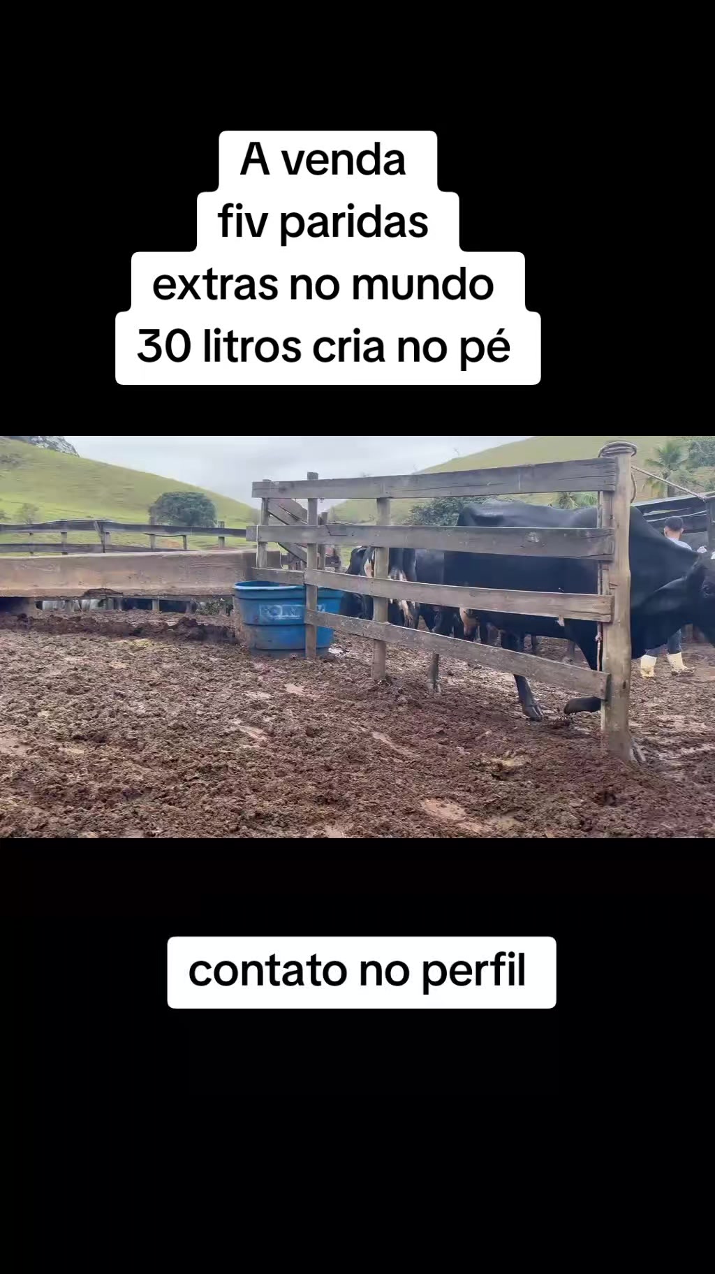 @marketing_do_gado