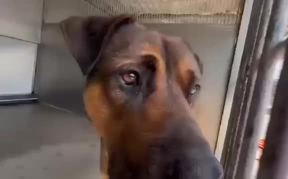 @Cane Corsos
