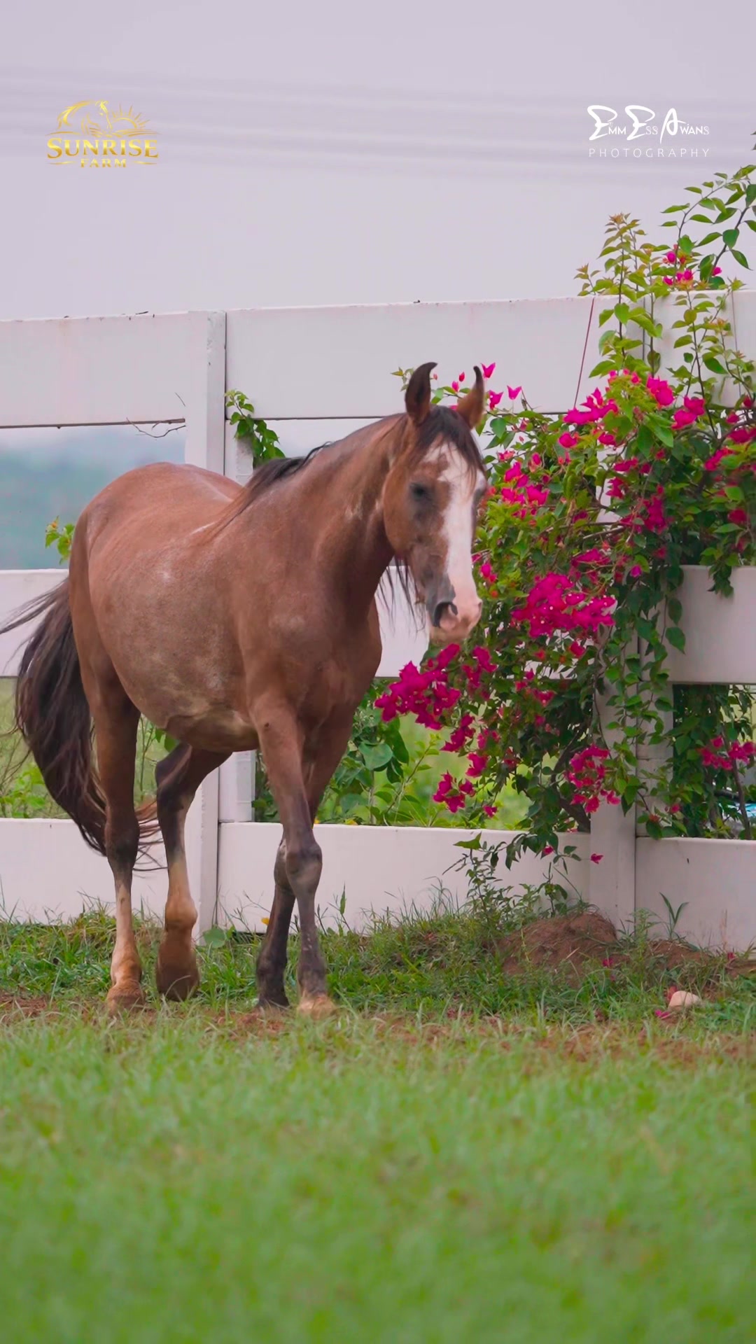 @SUNRISE STUD FARMS RAWALPINDI