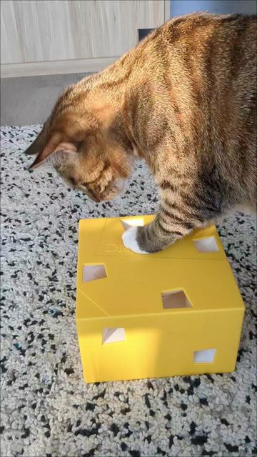@Miss Mia the Tabby Cat