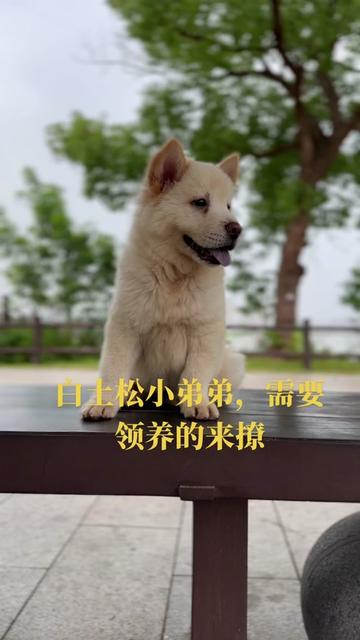 @南粤陪伴犬