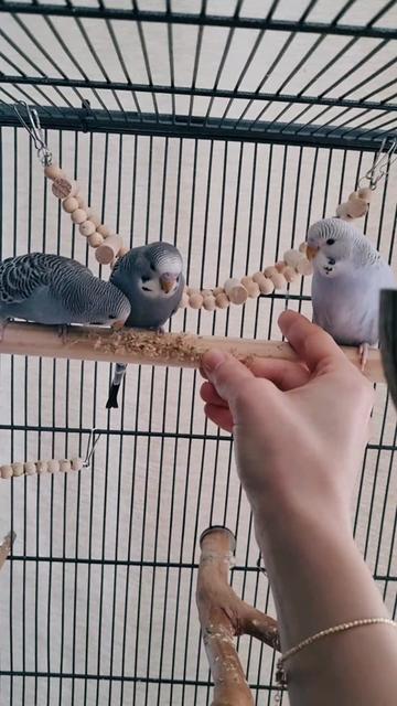 @Cingöz & Friends