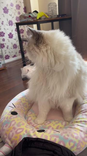 @TheFancyCatsWorld