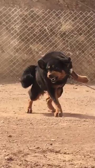@Kashmiri_Bakrwal_Dog