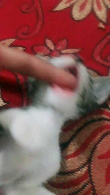 @officailShadabSaifi1