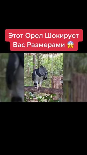 @Живность