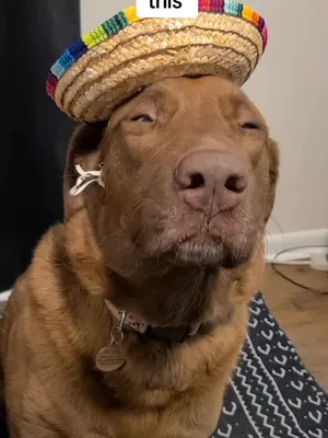 @hankinthehat