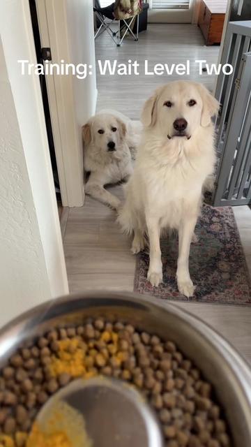 @PyreneesDogs