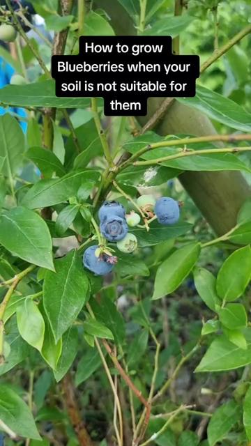 @GrowFruitandVeg