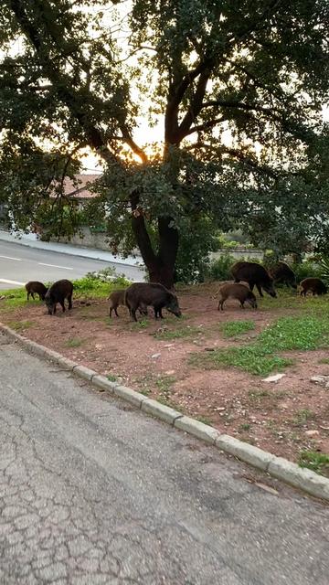 @Cute Boars