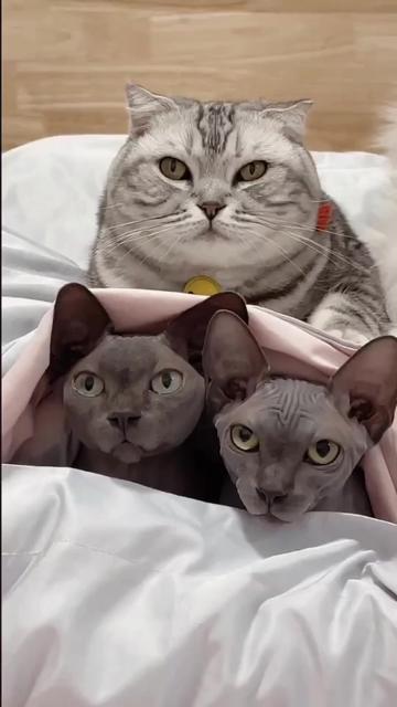 @cutecatterr