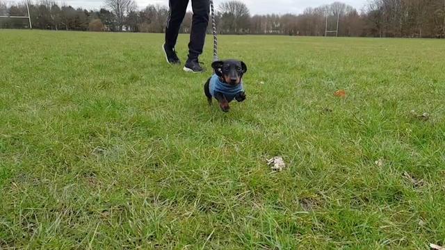 @Otto the mini dachshund