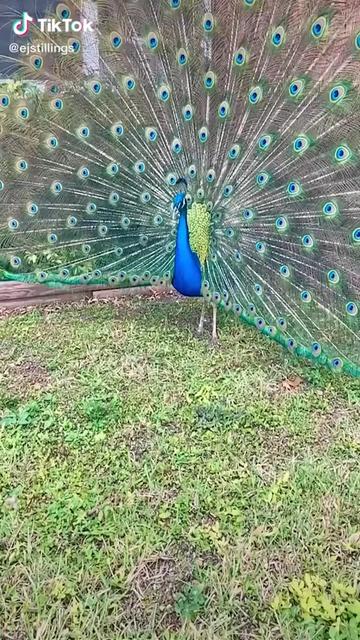 @Badal Mahanty
