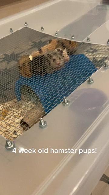@Poppy Bee Hamstery