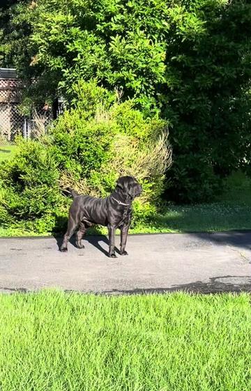 @kyboerboels