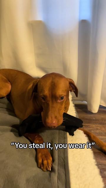 @Tycho the vizsla