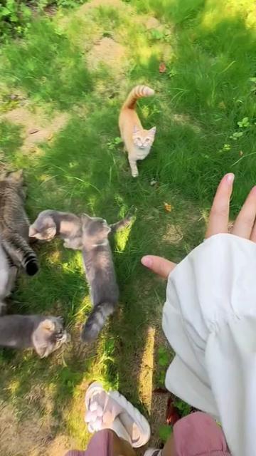 @Cute_kitten