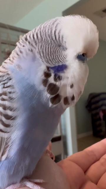 @Rupeedoo