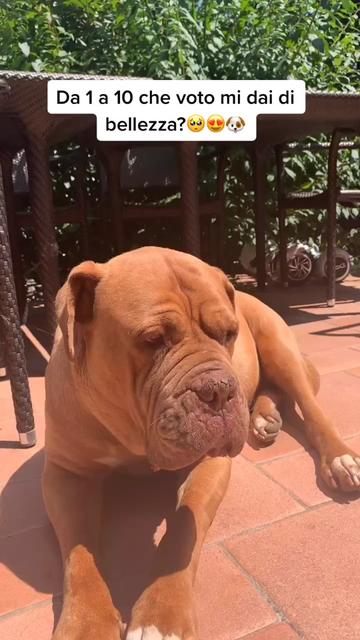 @sonorosy🐶