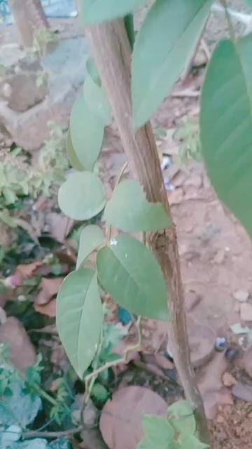 @Abhi Jith B Cheenkallel