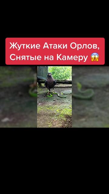 @Живность
