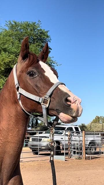@Hooves ‘n Hearts Equine Rescue