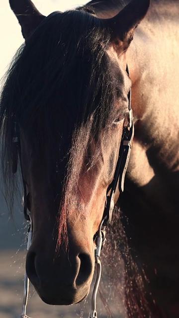 @Rachel ⚡️ Equine Photographer