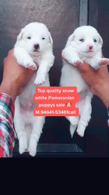 @GILL DOG FARM