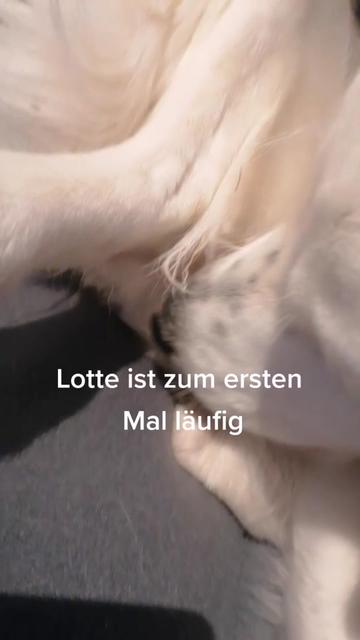 @S. T.