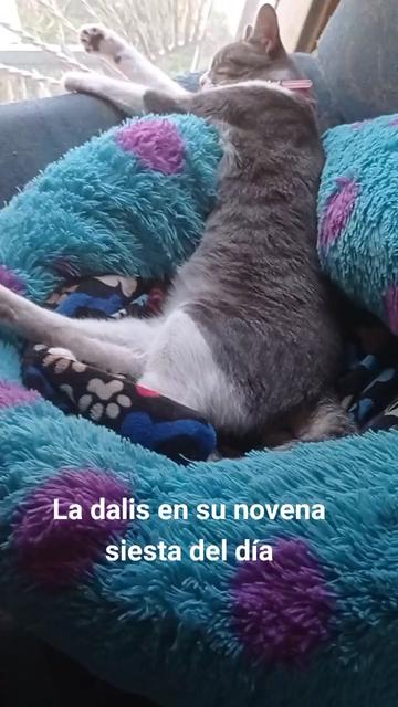 @CutiesCat House