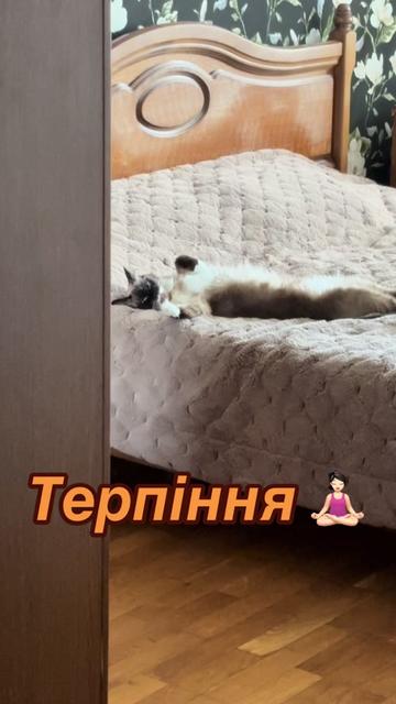 @Persik