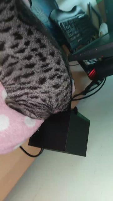@💎 Purrito ❤😹😻