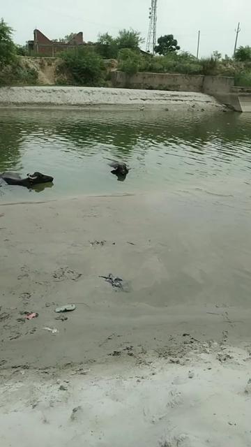 @Shivam Kashyap Ka176